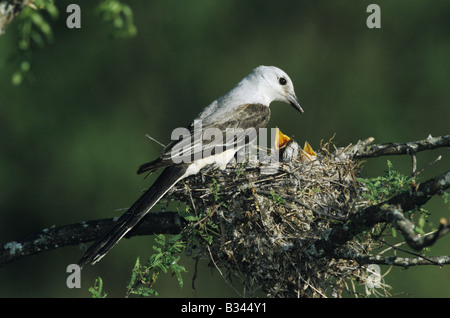 Schere-tailed Flycatcher Tyrannus Forficatus weibliche Fütterung in jungen nisten Starr County Rio Grande Valley, Texas USA Stockfoto