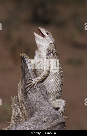 Texas Spiny Lizard Sceloperus Olivaceus Erwachsene in der Verteidigung stellen Starr County Rio Grande Valley, Texas USA Stockfoto