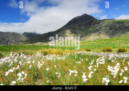 Ein Feld von Moor Baumwolle Eriophorium Vaginatum im Wind an den unteren Hängen des Mount Snowdon in Nord-Wales Stockfoto