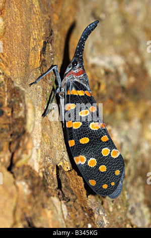 Lantern Fly (Pyrops sp.) Stockfoto