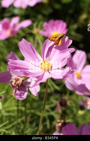 Eine leichte lila und gelb Blume mit einem feurigen Skipper (Hylephila Phyleus) Schmetterling im Garten Stockfoto