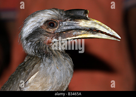 Eine verletzte indische grau Hornbill (Ocyceros Birostris) junge, gerettet aus Indien, Mumbai. Stockfoto