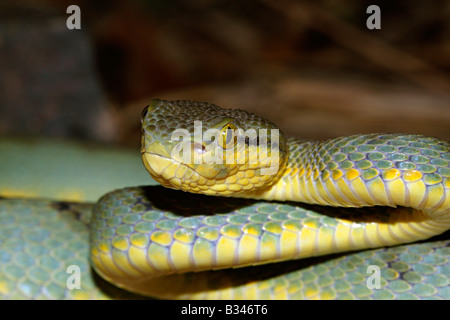 BAMBUS-GRUBENOTTER. Trimeresurus Gramineus. Giftige gemeinsame Marol, Mumbai, Indien Stockfoto