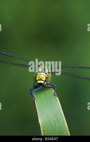 Aeshna Cyanea. Südlichen Hawker Libelle Stockfoto