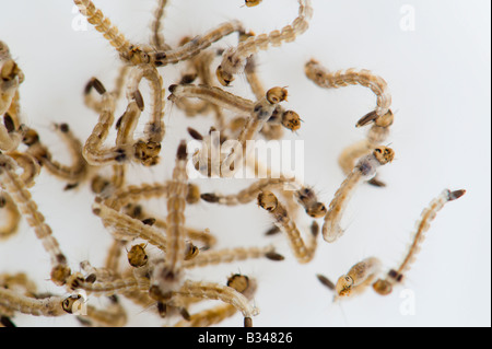 Gruppe von Larven und Puppen in das Wasser des asiatischen Moskito Tigers, Aedes Albopictus, direkten von oben Stockfoto