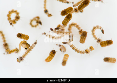 Gruppe von Larven und Puppen in das Wasser des asiatischen Moskito Tigers, Aedes Albopictus, direkten von oben Stockfoto