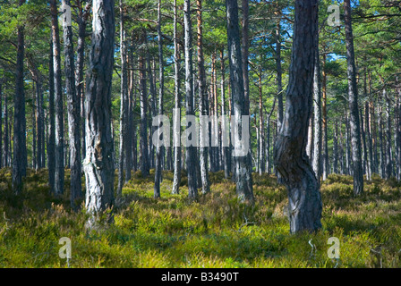 Wald, hauptsächlich bestehend aus Kiefern (Föhren) auf Sandhamn/Sandön Insel in den Schären von Stockholm, Schweden. Stockfoto