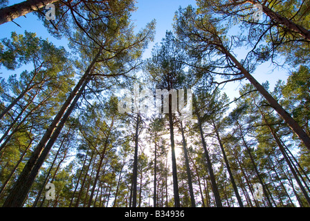 Wald, hauptsächlich bestehend aus Kiefern (Föhren) auf Sandhamn/Sandön Insel in den Schären von Stockholm, Schweden. Stockfoto