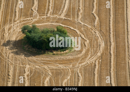 Luftaufnahme von Bäumen in abgeernteten Weizenfeld, Norfolk, england Stockfoto