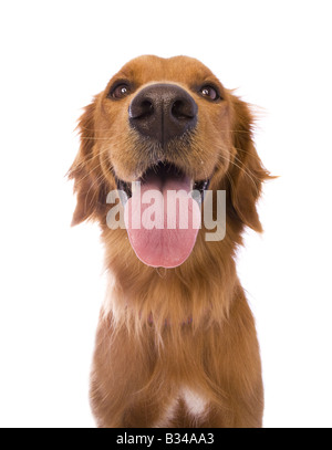 Wunderschöne Golden Retriever Hund Kopfschuss isoliert auf weißem Hintergrund Stockfoto