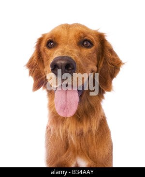 Wunderschöne Golden Retriever Hund Kopfschuss isoliert auf weißem Hintergrund Stockfoto