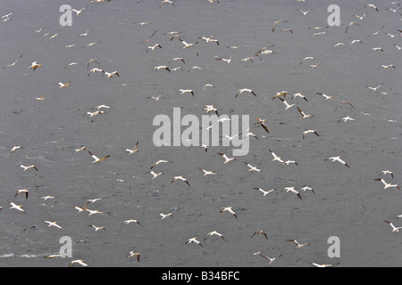 Tölpel Gannet Kolonie Bassana sula seabirds Vögel Nisting Balz Ritual Stockfoto