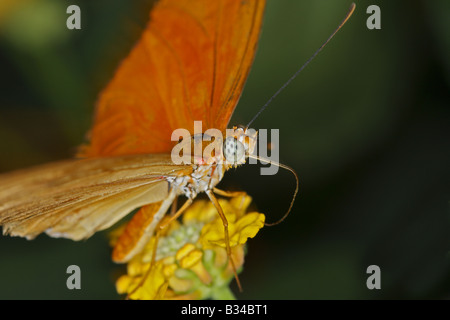 Julia Butterfly Fütterung auf Blumen im Garten Stockfoto