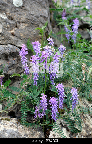 FEINE ROTBLÄTTRIGE WICKE VICIA TENUIFOLIA WÄCHST AUF KALKSTEIN ÜBER ESPINAMA PICOS DE EUROPA SPANIEN Stockfoto