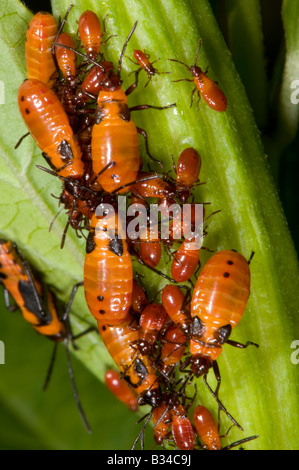 Unreife große Wolfsmilch bugs Oncopeltus fasciatus Stockfoto