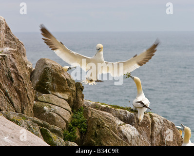 Tölpel Gannet Kolonie Bassana sula seabirds Vögel Nisting Balz Ritual Stockfoto