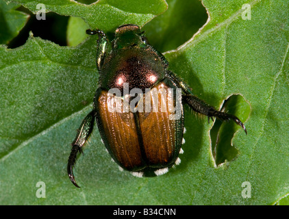 Japanische Käfer Popillia japonica Stockfoto