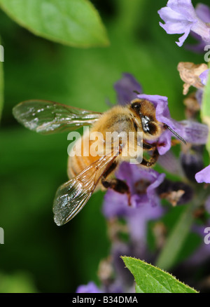 Honigbiene auf Futtersuche auf Lavendel Stockfoto
