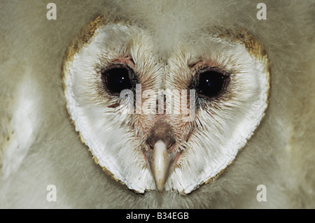 Schleiereule Tyto Alba Gesicht des jungen Starr County Rio Grande Valley, Texas USA Stockfoto