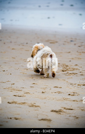 Ein kleine flauschiger Hund von hinten gesehen läuft am Strand von Bournemouth Stockfoto