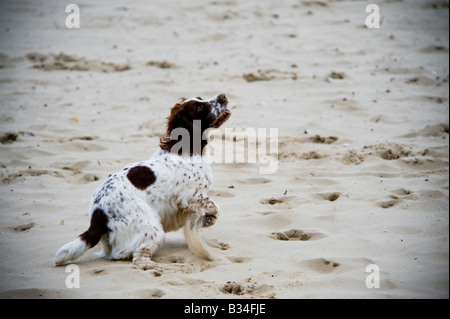 Einen englischen Springer Spaniel am Bourmenouth Strand Stockfoto