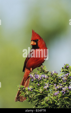 Nördlichen Kardinal Cardinalis Cardinalis männlich auf blühende Guayacan Guaiacum Angustifolium Starr County Rio Grande Valley, Texas Stockfoto