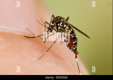Weibliche Aedes Albopictus, die Asiatische Tigermücke Blut Fütterung auf der menschlichen Haut Stockfoto