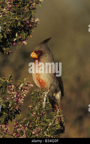 Pyrrhuloxia Cardinalis Sinuatus männlich auf blühende Guayacan Guaiacum Angustifolium Starr County Rio Grande Valley, Texas USA Stockfoto