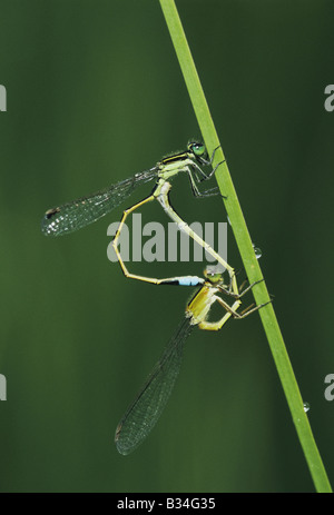 Die Rambur Forktail Ischnura Ramburii paar Paarung Sinton als Bend, Texas USA Stockfoto