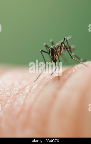 Weibliche Aedes Albopictus, die Asiatische Tigermücke Blut Fütterung auf der menschlichen Haut Stockfoto