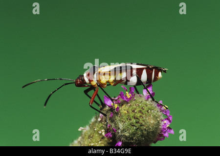 Schild Bug Stink Bug Hemiptera Erwachsenen auf Blume Starr County Rio Grande Valley, Texas USA Stockfoto