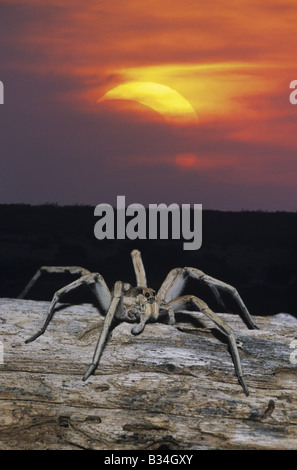 Wolfspinne Lycosidae Erwachsenen auf Log während der partiellen Sonnenfinsternis Starr County Rio Grande Valley, Texas USA Stockfoto