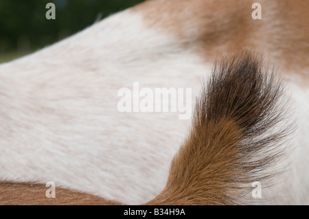 Ziegenkäse-tail Stockfoto