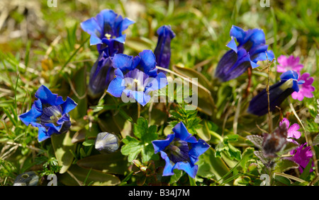 Trompete-Enzian (Gentiana Acaulis). Faulhorn Berg, Berner Alpen. Schweiz Europa Stockfoto