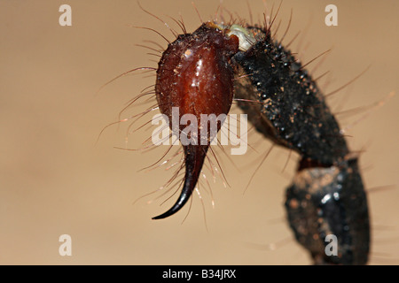 Heterometrus sp.  Familie SCORPIONIDAE. Skorpion, der riesige Wald. Stachel der Haare sind Sinneshärchen. Stockfoto