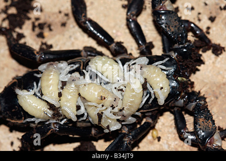 Heterometrus sp.  Familie SCORPIONIDAE. Skorpion, der riesige Wald. Frauen tragen junge. Closeup. Stockfoto