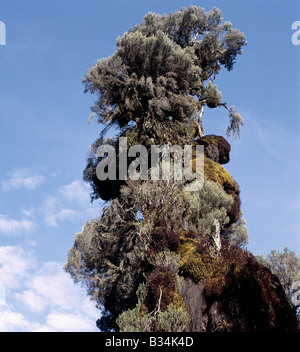 Uganda, westlichen Uganda, Ruwenzori-Gebirge. Ein Baum-Heidekraut (Philippia Trimera) geschmückt mit Moos und alten Mannes Bart (Usnea) im Mukubu-Tal (11.500 ft). Heather, die in 30 bis 50 Fuß hohen Bäumen wächst, ist ein Beispiel für einzigartige Afro-montane Gigantismus in einem Gebirge wo variiert das Klima zwischen Hochsommer im Tag- und eisigen Winter in der Nacht. Stockfoto