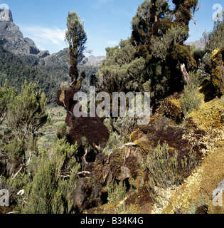 Uganda, westlichen Uganda, Ruwenzori-Gebirge. Baum Heidekraut (Philippia Trimera) geschmückt mit Moos und alten Mannes Bart (Usnea) Stockfoto