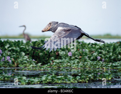 Uganda, Albertsee, Wanseko. Die seltenen Schuhschnabel oder Wal-headed Storch (Balaeniceps Rex), lebt in Papyrus-Sümpfe und Sümpfe Fluss, vor allem in der Nähe des Albertsees und dem Nil. Mit seiner massiven Rechnung und Haken ist es eines der Natur außergewöhnliche aussehenden Vögel. Stockfoto