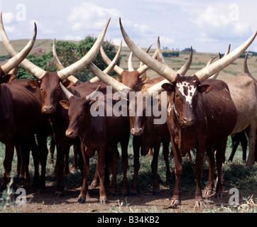 Uganda, Süd-Uganda, Mbarara. Langen Hörnern Ankole Rinder sind unter dem Volk der Südwesten Ugandas und Ruandas geschätzt. Sie sind eine afrikanische Taurin Rasse mit Ursprung vor der Einschleppung der buckligen Rücken oder Zebu Rinder am Horn von Afrika während der menschlichen Invasionen aus Arabien im siebten Jahrhundert v. Chr. zurückgeht. Stockfoto