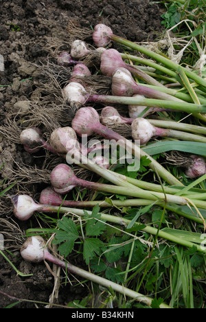 Geernteten Knoblauch Zwiebeln Stockfoto