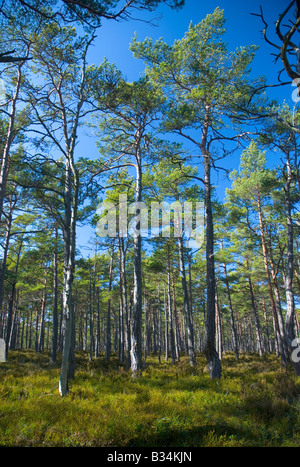 Wald, hauptsächlich bestehend aus Kiefern (Föhren) auf Sandhamn/Sandön Insel in den Schären von Stockholm, Schweden. Stockfoto