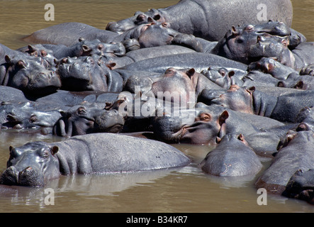 Kenia, Narok District, Masai Mara National Reserve. Flusspferde in der Mara-Fluss. Stockfoto