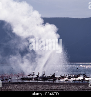 Kenia, Provinz Rift Valley, Lake Bogoria. Das basische Wasser des Lake Bogoria sind ein beliebter Treffpunkt der Flamingos, weil die blau - grüne Algen, auf denen sie sich ernähren, wächst produktiv im seichten Wasser des Sees. Die karge Küste ist übersät mit Dampfstrahler und Geysire reflektieren ihren vulkanischen Ursprung. Stockfoto