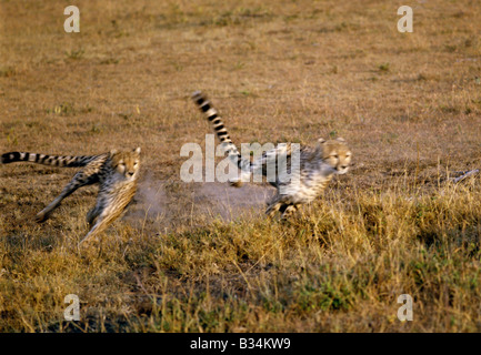 Kenia, Narok District, Masai Mara National Reserve. Zwei Geparden Sprint nach ihren Steinbruch. Stockfoto