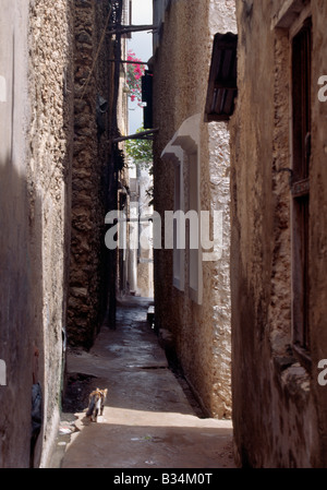 Kenia, Küstenprovinz, Lamu Insel. Eine Tabbykatze streift in einer der engen Gassen der Stadt Lamu.  Es gibt Hunderte von Katzen in Stockfoto