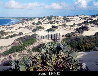 Kenia, Küstenprovinz, Lamu Insel. Sanddünen und ein unberührter Strand westlich von Shela, früher ein kleines Dorf mit einer gemütlichen pa Stockfoto