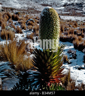 Kenia, zentralen Hochland, Mount Kenya. Ein Lobelie (Lobelia Deckenii Spp Keniensis) blüht im Schnee an den oberen Hängen des Mount Kenya (17.058 Fuß). Das Leistungsspektrum dieser Unterart beschränkt sich auf den oberen Hängen des Mount Kenya, über 10.500 Fuß. Stockfoto