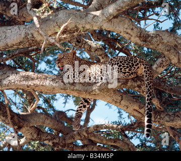 Kenia, Narok District, Masai Mara. Ein männlicher Leopard ruht auf einem Baum in Masai Mara Wildreservat. Stockfoto