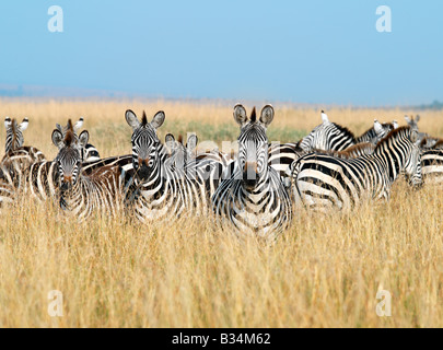 Kenia, Narok District, Masai Mara. Eine Herde von Burchell oder gemeinsame Zebra auf den grasbewachsenen Ebenen der Masai Mara Wildreservat. Mehrere tausend Zebras begleiten Gnus oder weißen bärtigen Gnu während der jährlichen Migration aus der Serengeti National Park des nördlichen Tansania zur Masai Mara gegen Ende Juli. Stockfoto